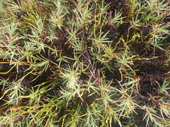 Dracophyllum oliveri