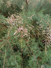Tamarix boveana