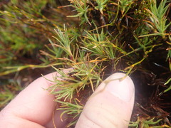 Dracophyllum oliveri