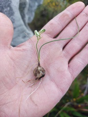 Ornithogalum schlechterianum