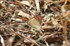 Colotis danae eupompe