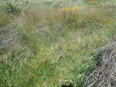 Libertia peregrinans