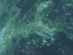 Stethojulis bandanensis