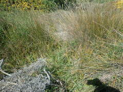 Libertia peregrinans