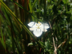 Libertia peregrinans
