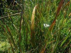 Libertia peregrinans