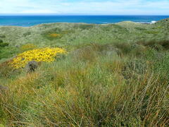 Libertia peregrinans