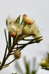 Verticordia cunninghamii