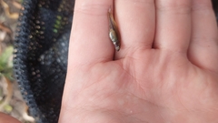 Hypseleotris