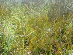 Libertia peregrinans