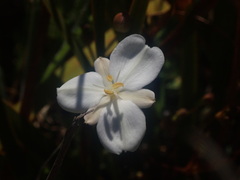 Libertia peregrinans