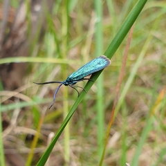 Pollanisus viridipulverulenta