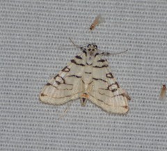 Conchylodes concinnalis