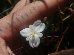 Libertia peregrinans