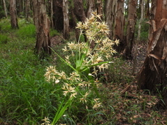 Rhynchospora corymbosa