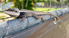 Lophognathus gilberti