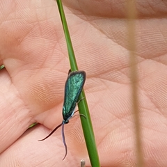 Pollanisus viridipulverulenta