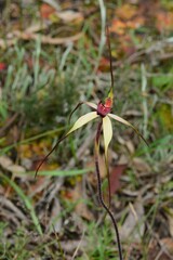 Caladenia fulva
