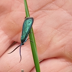 Pollanisus viridipulverulenta