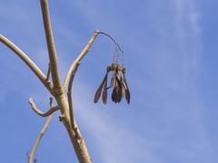 Gyrocarpus americanus