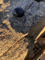 Nerita melanotragus