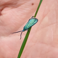 Pollanisus viridipulverulenta