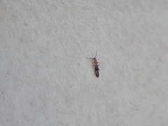 Diagrypnodes wakefieldi