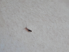 Diagrypnodes wakefieldi