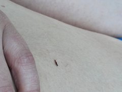 Diagrypnodes wakefieldi