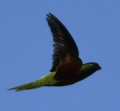 Trichoglossus chlorolepidotus