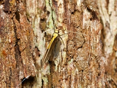 Opogona protodoxa
