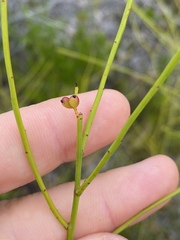 Leptomeria acida