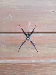 Argiope aetherea