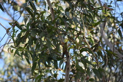 Manorina melanophrys