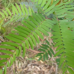 Acacia elata