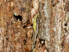 Opogona protodoxa