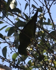 Trichoglossus chlorolepidotus