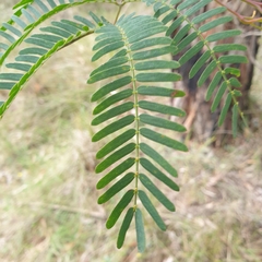 Acacia elata
