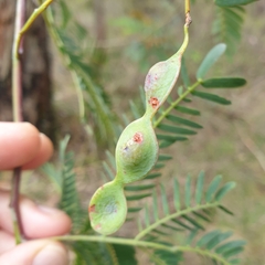 Acacia elata