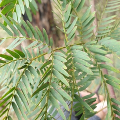 Acacia elata