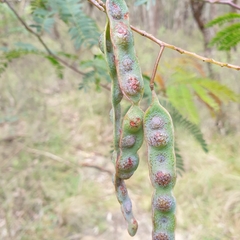Acacia elata