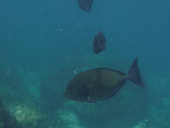 Prionurus maculatus
