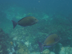 Prionurus maculatus
