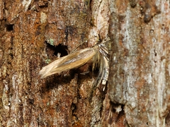 Opogona protodoxa