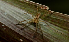 Sparassidae