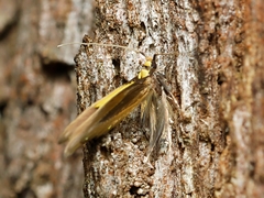 Opogona protodoxa