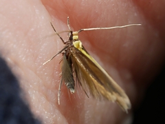Opogona protodoxa