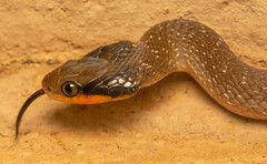 Crotaphopeltis hotamboeia
