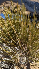 Ephedra viridis