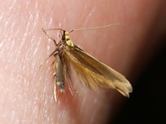 Opogona protodoxa